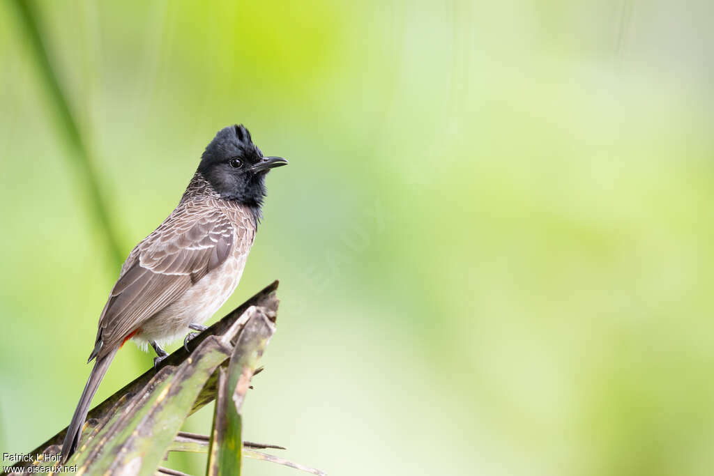 Bulbul à ventre rouge