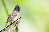 Bulbul à ventre rouge