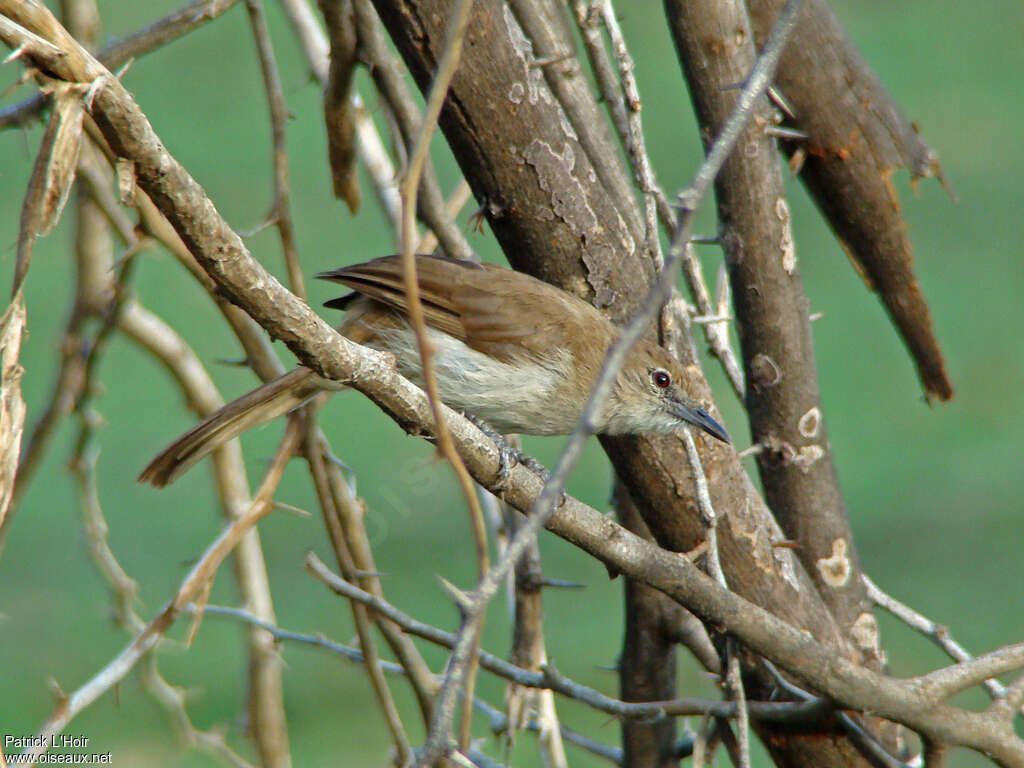 Northern Brownbul, identification