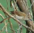 Bulbul brun