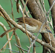 Northern Brownbul