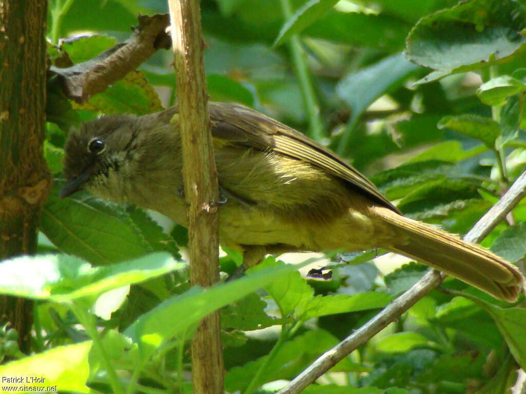 Bulbul curvirostre, Comportement