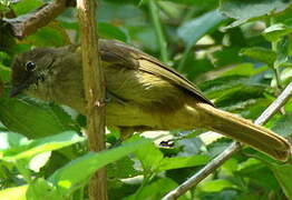 Bulbul curvirostre