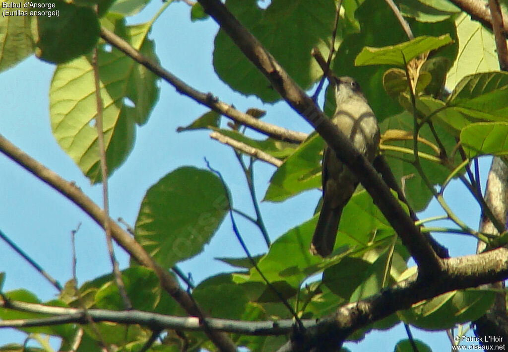 Bulbul d'Ansorge