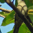 Bulbul d'Ansorge