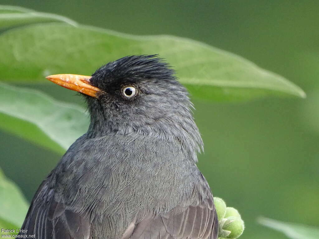 Bulbul de Bourbonadulte, portrait