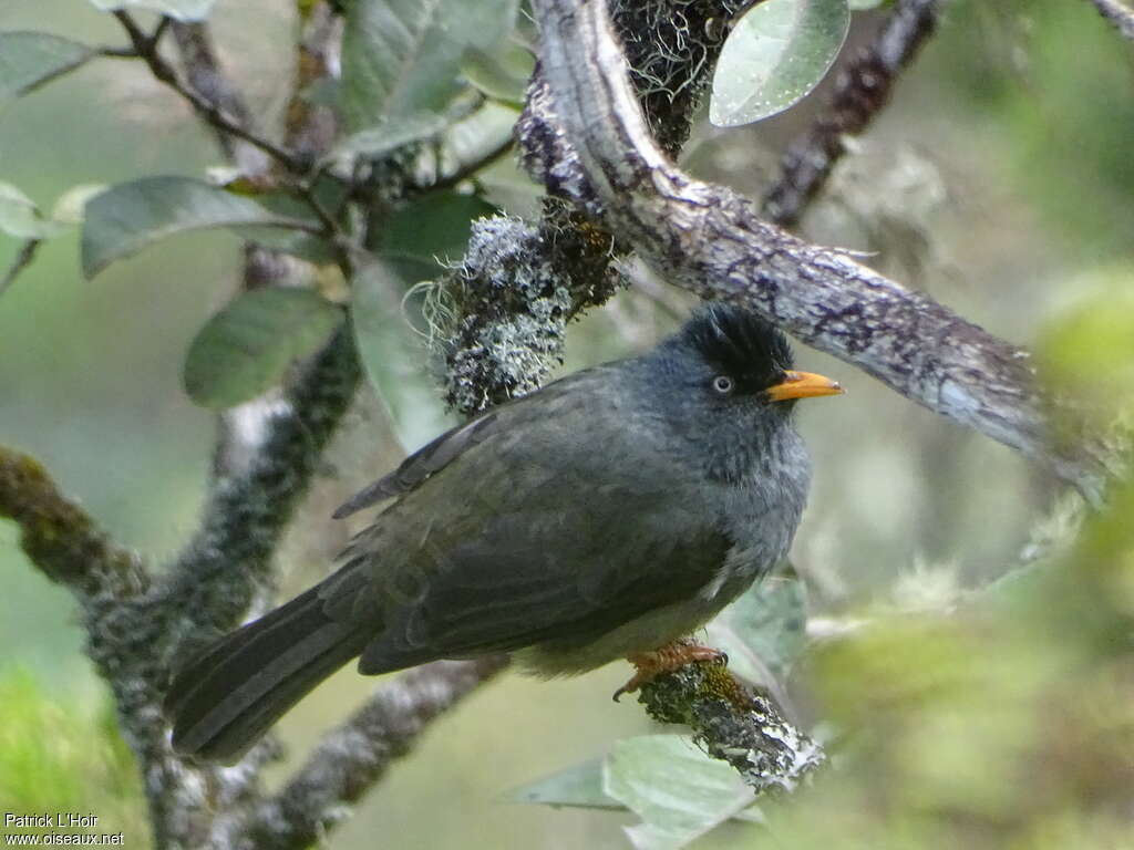 Bulbul de Bourbonadulte, identification