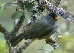 Reunion Bulbul