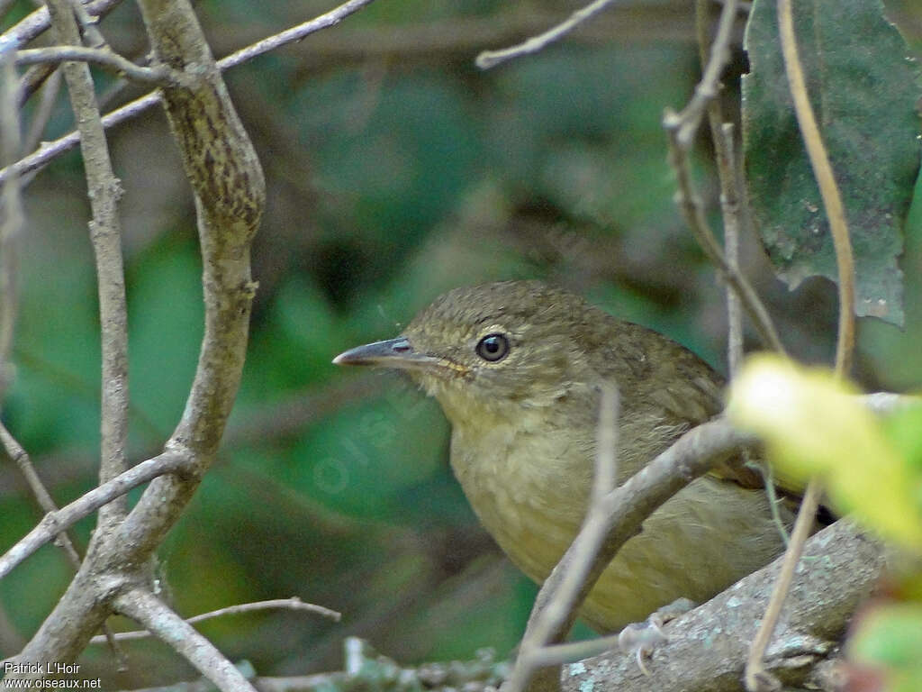 Bulbul de Cabanis