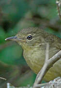 Cabanis's Greenbul