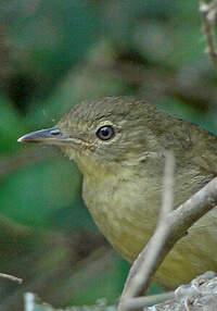 Bulbul de Cabanis