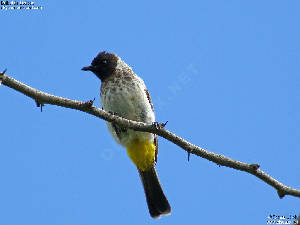 Bulbul de Dodson