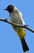 Dodson's Bulbul