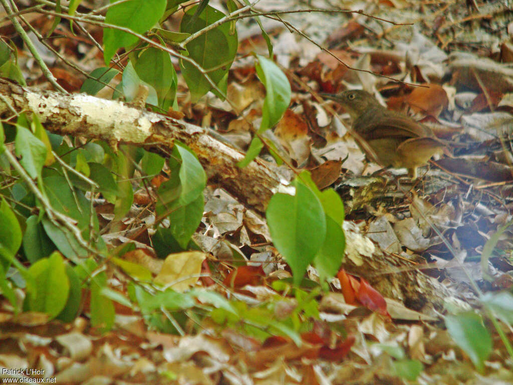 Bulbul de Fischeradulte, identification