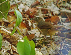 Fischer's Greenbul