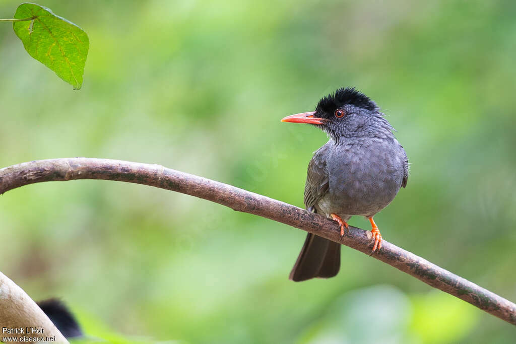 Bulbul des Ghatsadulte, identification