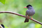 Bulbul des Ghats