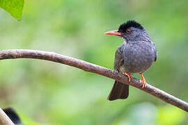 Square-tailed Bulbul