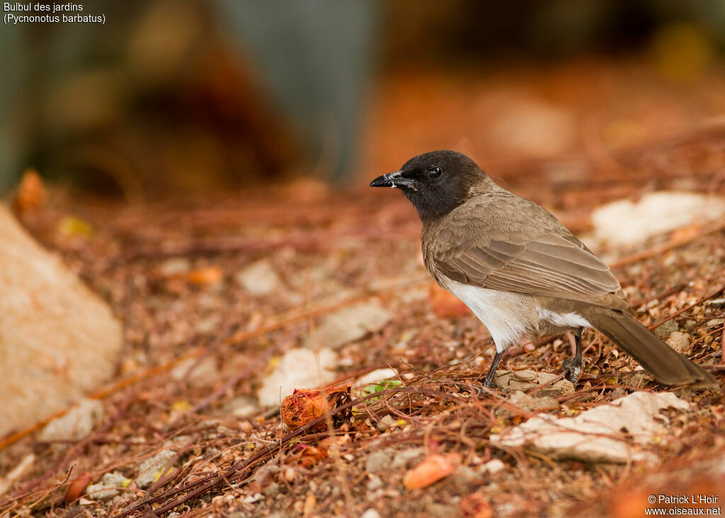 Bulbul des jardinsadulte