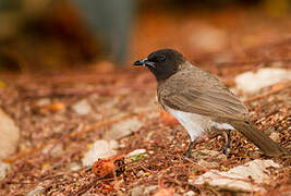 Bulbul des jardins