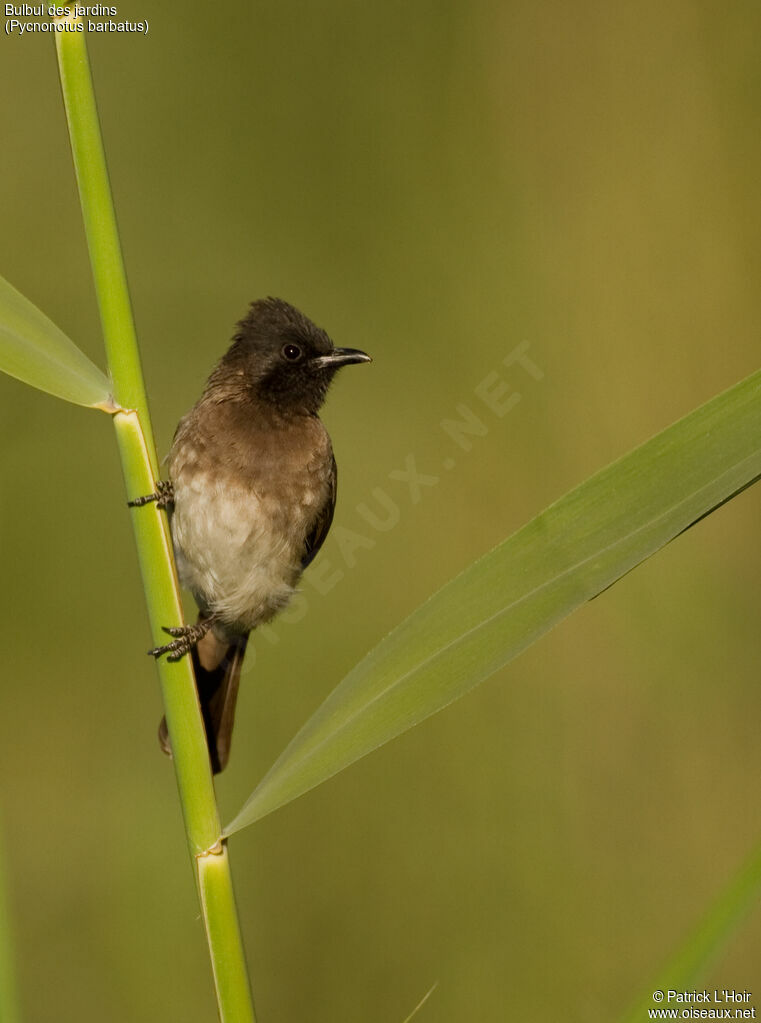 Bulbul des jardins