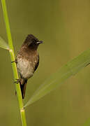 Common Bulbul