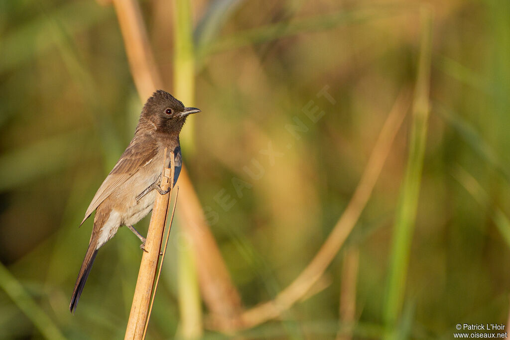 Bulbul des jardins