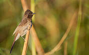 Bulbul des jardins