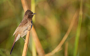 Common Bulbul