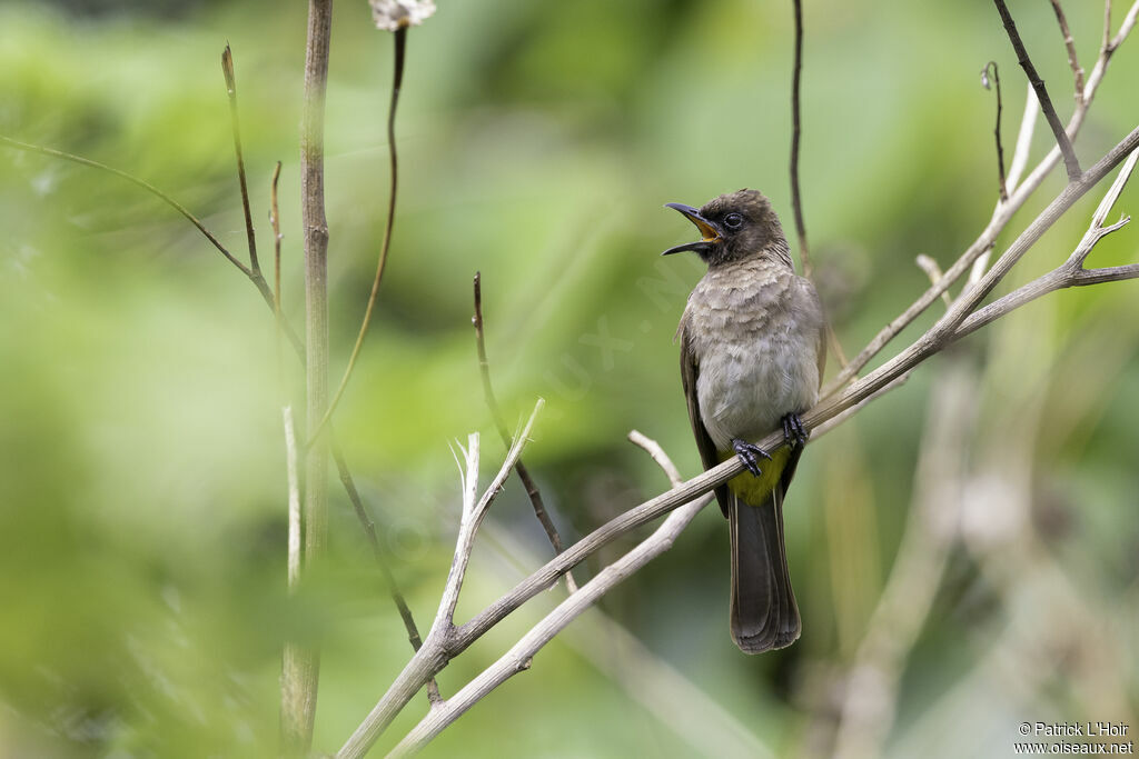 Bulbul des jardinsadulte