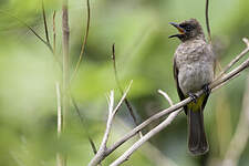 Bulbul des jardins