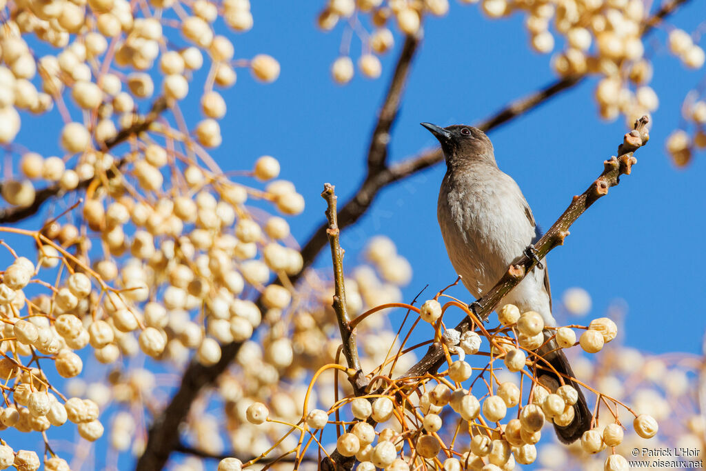 Common Bulbul