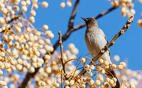 Common Bulbul