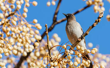 Bulbul des jardins