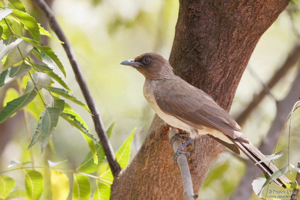 Bulbul des jardins