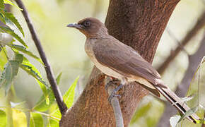 Bulbul des jardins