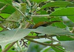 Shelley's Greenbul