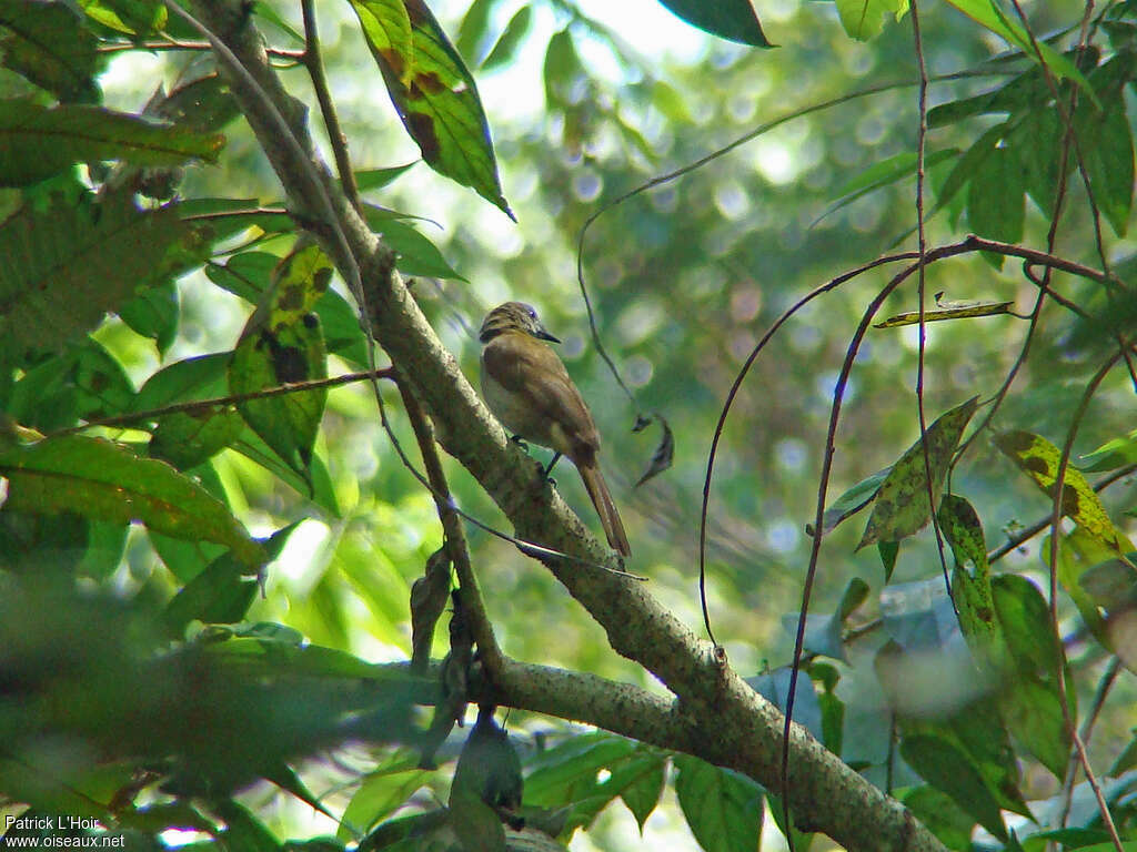 Bulbul du Toroadulte, habitat