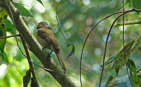 Bulbul du Toro