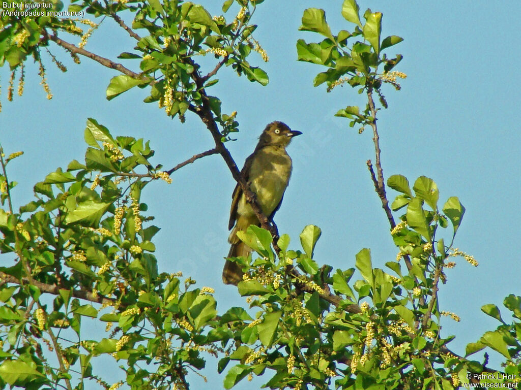 Sombre Greenbul