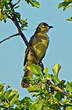 Bulbul importun