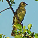 Bulbul importun