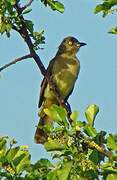 Sombre Greenbul