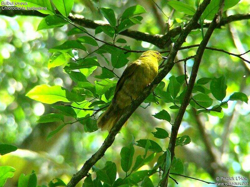 Bulbul joyeux adulte palh80289