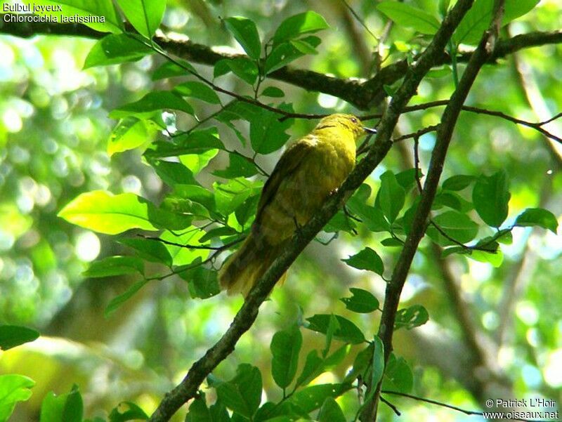 Bulbul joyeuxadulte, identification