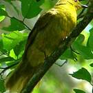 Bulbul joyeux