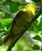 Joyful Greenbul