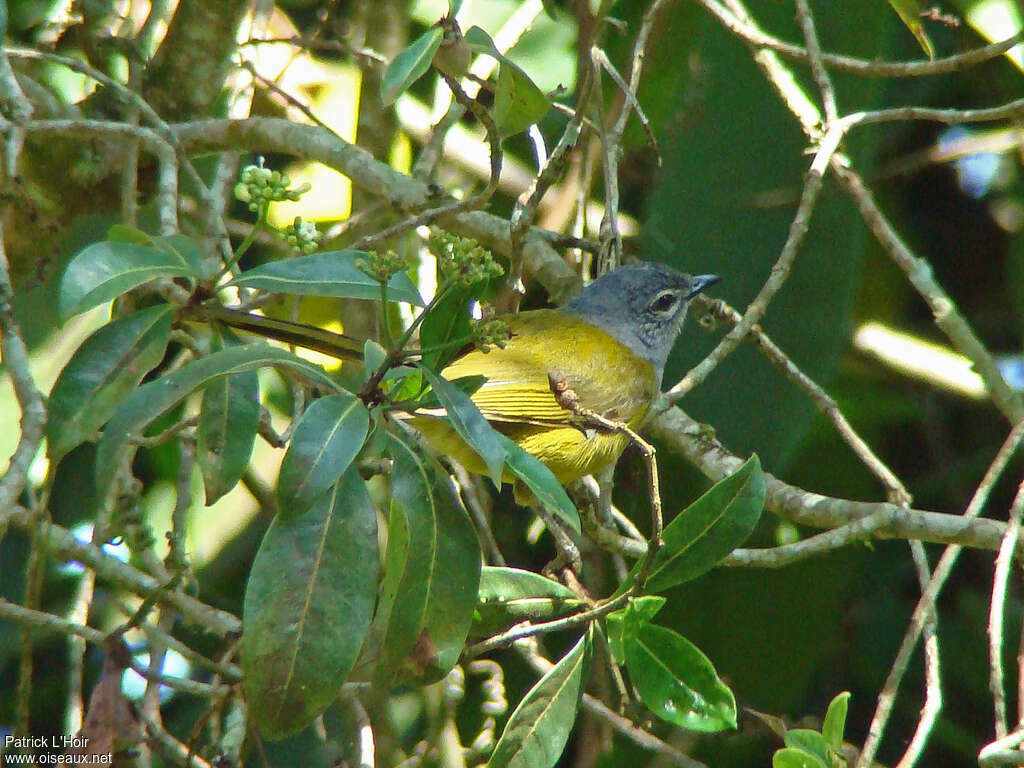 Bulbul kikuyuadulte, habitat, pigmentation