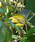 Olive-breasted Greenbul