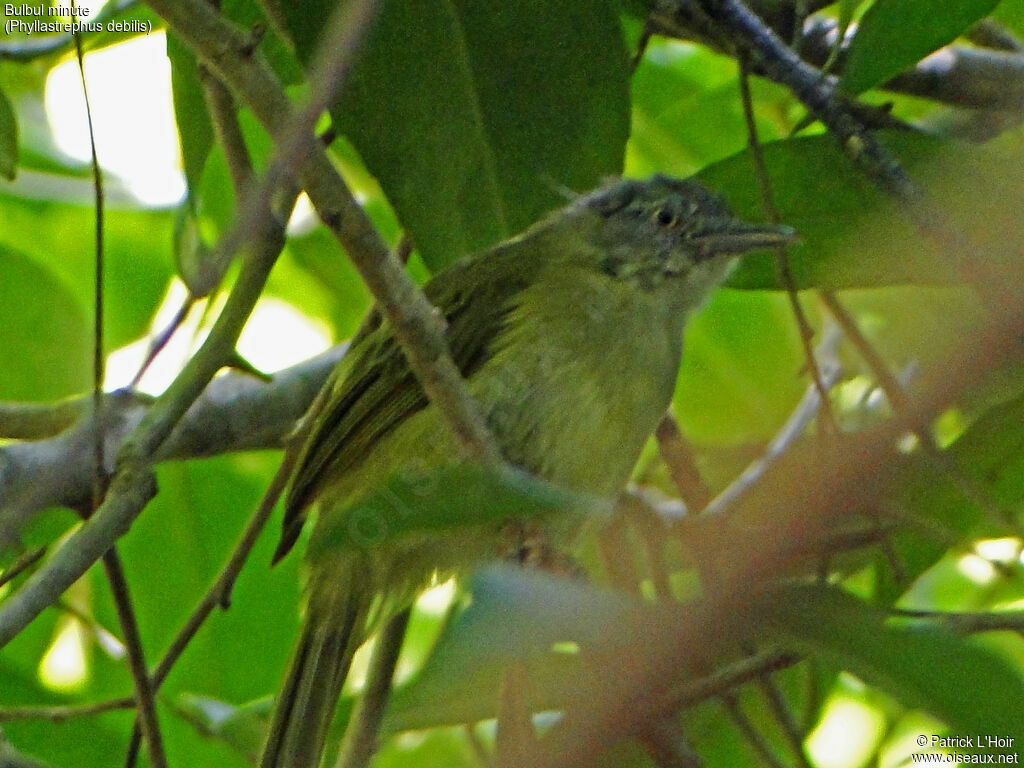 Lowland Tiny Greenbul